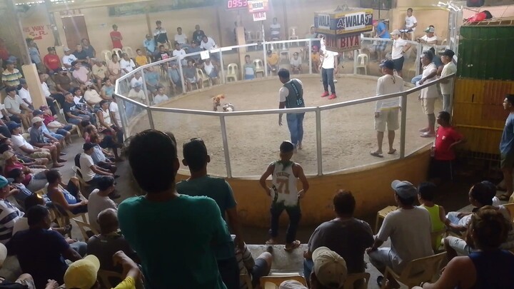 Grey x Gilmore stag win may konting deperensya sa kanang paa kaya nilaban sa tupada