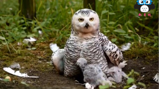 This is the first time that Owl Brother becomes a father, and he looks so adorable while raising his