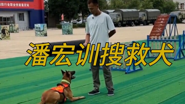 Pan Hong sudah sukses, kini malah melatih anjing pencari dan penyelamat