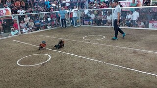 2x winner na and again unscathed dayo nman kme sa Mendez cockpit arena, 1st fight Nia sa arcontika.