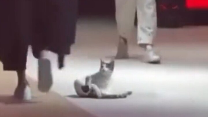 Cat: This way you're going isn't right either!