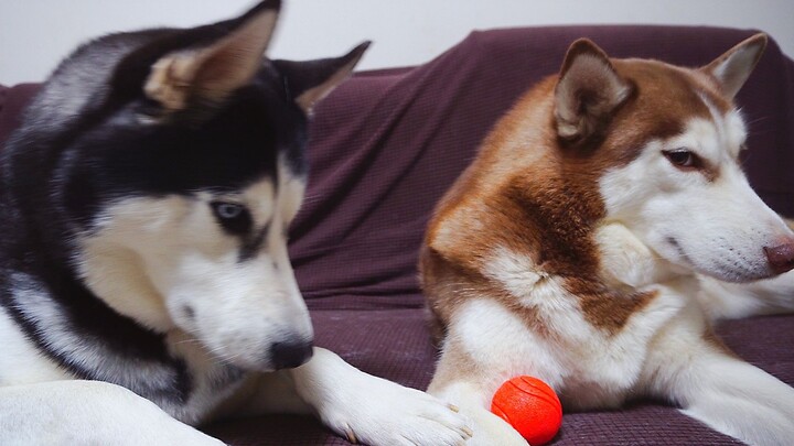 [Animal] [Dog] "Fake" Friendship Between the Two Huskies