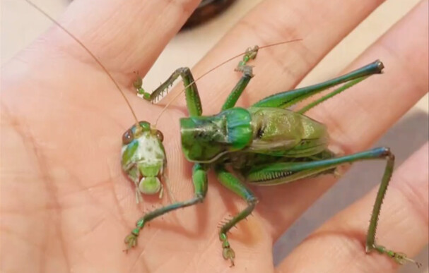 The grasshopper’s head has been off for six days, yet it’s still remarkably active.