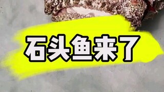 Ikan yang paling jelek rupanya, tapi kita kan nggak bisa enggak menyelamatkannya cuma karena dia jel