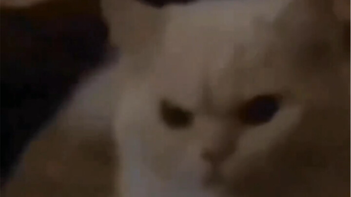 angry cat and angry tako