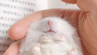 Reading a book while petting a mouse