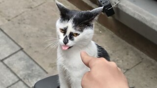 《家猫们，谁懂啊》