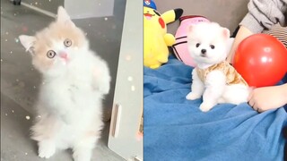 Tik Tok Chó Mèo Hài Hước và Dễ Thương Nhất Thế Giới - Funny Cats and Dogs #9