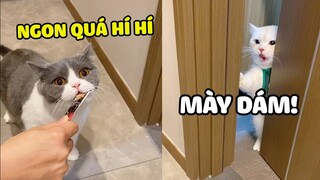 THƯỢNG TỦI THÂN - Bắt quả tang Sen cho MÈO khác ăn | Pets TV