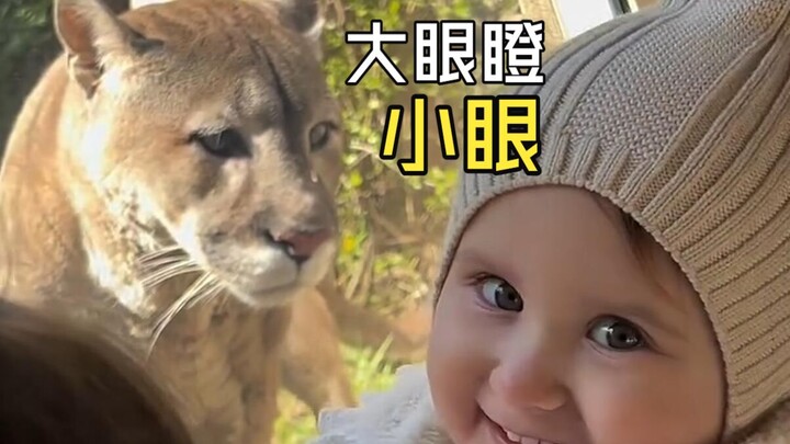 Those amazing animal videos!
