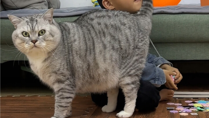 Dazhuang whips his little brother with his tail