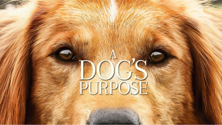 A.Dog's.Purpose.2017.1080p.BluRay.