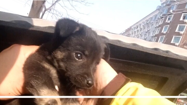 A delivery guy found four puppies and wanted to take them all for 100 yuan to make soup, but was rej