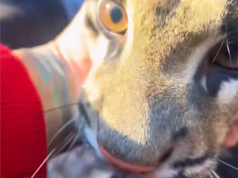 Petting the little leopard—so comfy it keeps meowing nonstop~