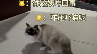把猫关门外番外篇之有朋友在门外吓猫会怎样