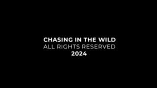 CHASING IN THE WILD EP. 7