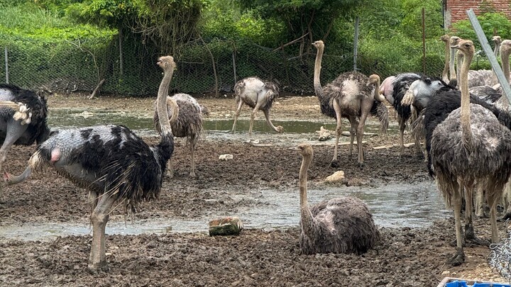 Asia largest Ostrich Farm In Nepal