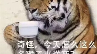 好兄弟失恋了，我让他去打虎先锋缓解一下压力，一晚上被杀了72次，太好了，现在走出失恋阴影了，满脑子只想着搞死我和虎先锋，现在虎先锋死了，接下来。。。。。