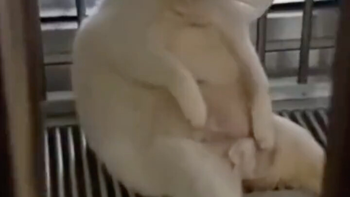 Efek acara: Di mana keranjangku?