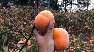 Bagian puncak bukit ini milikku sepenuhnya, tetapi tidak berguna. Aku memetik buah sampai aku gila.