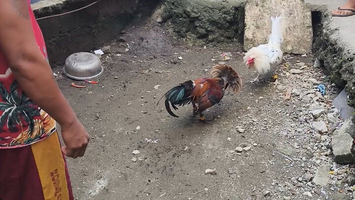 Oct 21 Sinibalang vs Pula dalawang tari