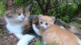 Mommy Cat And Baby Kitten In A Park
