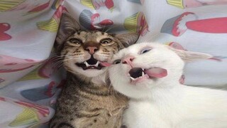 พวกแมวแสนมึน