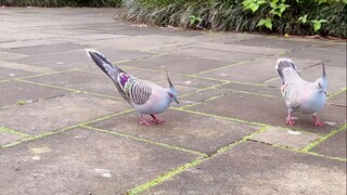 Australia's most common cuckoo-crested dove