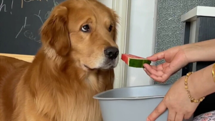 Những ngày bà ngoại đến Bắc Kinh, cuộc sống thường ngày của chú chó i