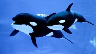 The overlord of the ocean, but a mama's boy!