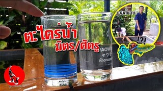 ตะไคร่น้ำ มิตรหรือศัตรู +พี่เจมส์ขอบ่อปลาเพิ่ม [VLOG] l คุณพ่อคราฟ EP.28