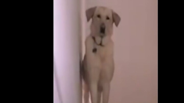 Seluruh Konten Kocak di Dunia Bersatu Jadi Satu Keluarga | Episode 11