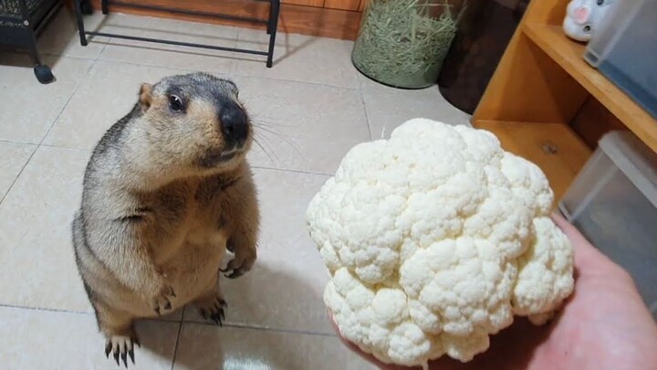 Groundhog Eats Cauliflower