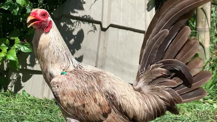 Kanawayon Grey Hennie 🐓