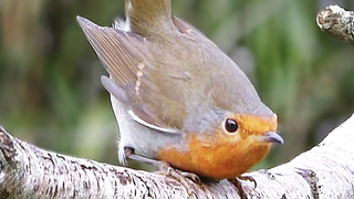 Robin - นกในและนอกสาขา