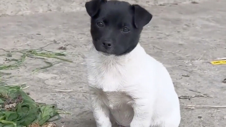 Let me show you what a "chuan chuan" dog looks like!