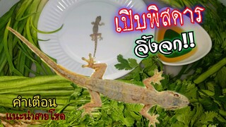 ซาชิมิ จิ้งจก เปิบพิสดาร Fc ขอมาจัดไป (โหดแซ่บนัว)