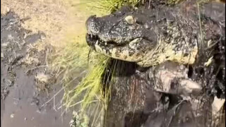 Excavator digging a ditch and dredging silt uncovers a crocodile