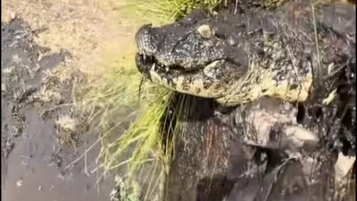 Máy xúc đào rãnh nạo vét đất bùn thì đào trúng cá sấu