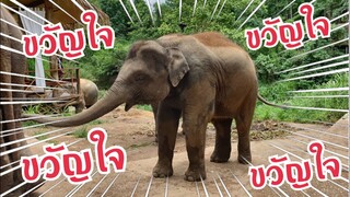 มาดูความน่ารักของ หนูขวัญใจ ชื่อจริง พิกุลทอง 🐘🐕|baby elephant|elephant|dog|travel|