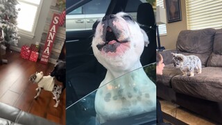 狗狗要骂人了 请回避！