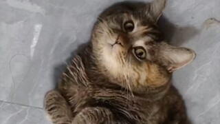 麻麻我都帮你擦完地了怎么还不夸我?