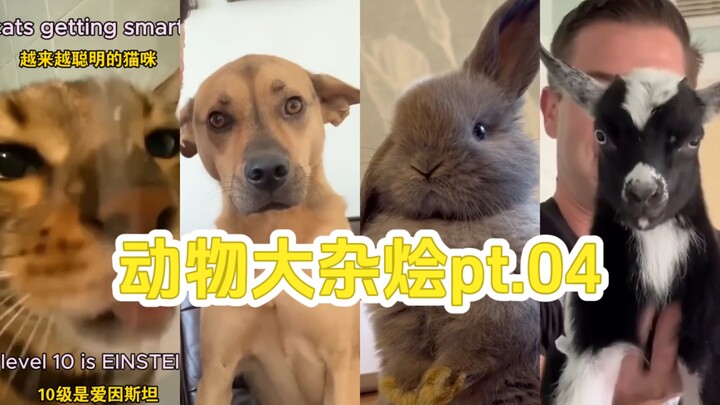 Campuran Hewan pt.04｜Coba Lihat Kucing di Rumahmu Termasuk Level Kecerdasan yang Mana