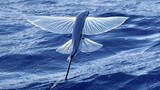 [Động vật] Cá chuồn: Dũng khí để sống sót giữa đại dương và bầu trời