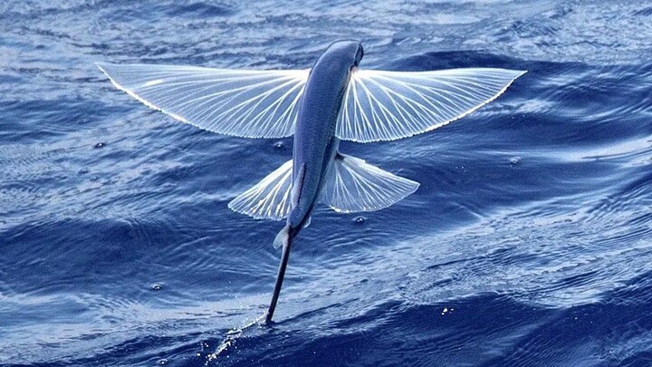 Flying Fish With Amazing Skills