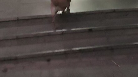 “Anh khóa trên” vì muốn vào ký túc xá nữ mà cái đuôi cũng sắp biến thành cánh quạt rồi!