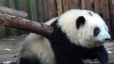 Panda Raksasa|Betapa Nakalnya Panda