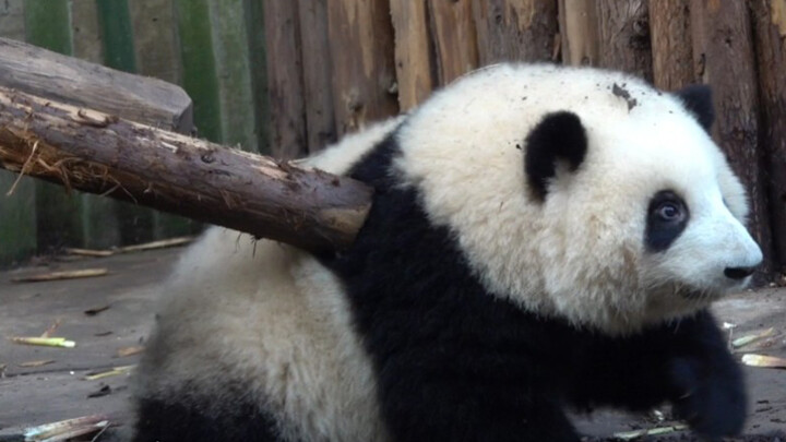 Giant Panda|How Naughty Giant Panda Is!