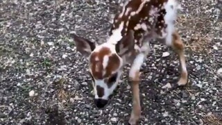 The baby deer asked a lady for help...