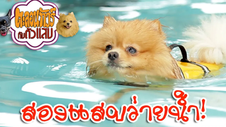 น้องหมาว่ายนำ้น่ารักที่สุด!! - ตะลอนทัวร์กับตัวแสบ - PETS' VILLE ว่ายน้ำCUT